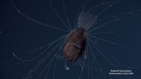 Малък мъжки морски дявол се придържа към корема на по-голямата женска риба. След като открие женската, мъжкият се вкопчва в нея с щипковидни зъби.