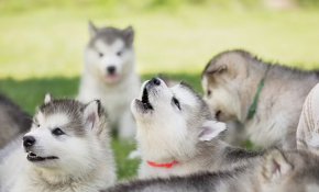 
Това се дължи на факта, че някои породи - някои от които може да ви изненадат - имат повече обща ДНК с вълците и в резултат на това са по-склонни да вият.