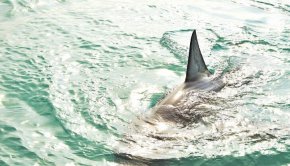 
От ИАРА ще излязат с официална информация, след като разследването приключи.
