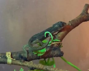 Някои от животните не успяват да стигнат живи до Русия, тъй като са загинали по време на пътуването поради "резки температурни промени и неумело транспортиране", заявява службата.