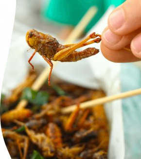  Повечето учени са категорични, че те са изключително богати на протеини, мазнини и витамини, а в същото време отнемат много по-малко ресурси, за да бъдат развъждани, в сравнение с животните, чието месо най-често присъства на трапезата в световен мащаб.
