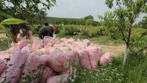 
"Все по-малко стават хората, които са готови и искат да берат розов цвят“, заяви пред BgOnAir шефът на Националната асоциация на розопроизводителите Христо Николов. “Това е най-големият проблем пред сектора. Ние от години алармираме за него”, подчерта той. За последните 3-4 г. в България средният добив на розов цвят от единица площ е спаднал с над 20%, отчете той.
По думите му цените на основните суровини, гориво, работната ръка и торове са драстично нагоре. „Ако в останалите направления - комуникация с преработвателите и подкрепа за земеделците при закупуването на торове получаваме разбиране, съдействие и подкрепа, то при решаването на проблема с работната ръка нямаме абсолютно никакво движение. И няма никакво разбиране от страна на държавата", допълни Николов.
