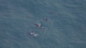 Учените в аквариума използват рутинни аеродинамични проучвания, за да наблюдават промените в популациите на морските животни и да търсят тенденции.
