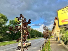 Вероятно помните случая отпреди двайсетина дни, когато хванаха по бели гащи екип на JCDecaux да сече безобразно млади дръвчета, за да не им закриват билбордите