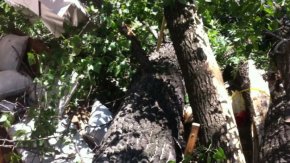 
Предвижда се да бъдат засадени нови едроразмерни дървесни фиданки от вида чинар.
На мястото ще бъдат поставени информационни табели.