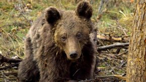 
Експертите призовават хората да не оставят храна и хранителни отпадъци, защото започнала веднъж да се храни близо до човека, тя го асоциира с храната.
