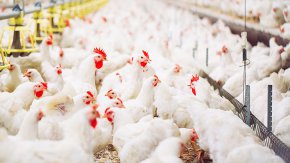 
Според него появата на гигантския украински доставчик веднага дестабилизира единния пазар на ЕС. Производителите от разкъсваната от войната страна се възползват от ниските разходи поради липсата на търговски бариери и липсата на производствени стандарти на ЕС в Украйна.