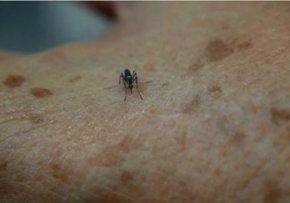 Някои комари всъщност са полезни

