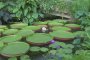 Растения