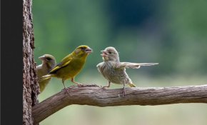  Ядосана птица, която показва на приятеля си къде да отиде