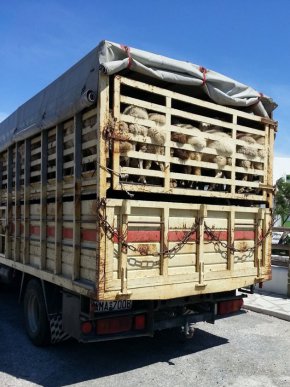 Проучването излиза непосредствено след обявяването на плановете на Европейската комисия за 2024 г., от които стана ясно, че тя възнамерява да пропусне ключови ревизии на законодателството за хуманно отношение към животните за останалата част от мандата, които бяха обещани през май 2020 г.
