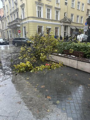 Реални глоби за сметосъбиращите фирми заради непочистването на сняг няма да има, тъй като новият шеф на Столичния инспекторат е увеличил наужким обемите на „почистеното”, така че да им се компенсират смешните 5% - 120 000 лв. от над 2,2 милиона. 