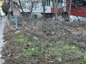 несъбрани клони в Лозенец