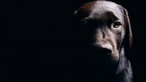 
Това е пореден случай на насилие над животно в Старозагорско през 2023 г. През декември беше намерено убито домашно куче в Павел баня, припомня БТА.