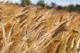 Пшеница