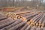 2023 г. е най-слабата в България по добив на дървесина