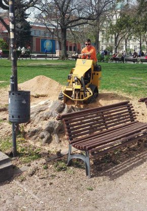  Секат дървета наред в Градската градина и не само