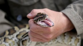 Мъже хвърлиха змия на гише в Общината в Разград