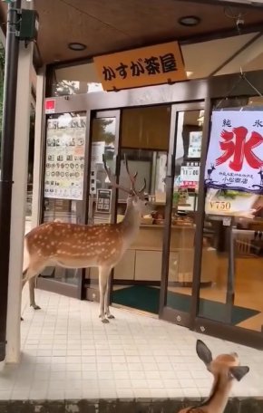 В Нара, Япония елените са се научили да отварят вратите на хранителните магазини с носа си и да се покланят, за да поискат храна.