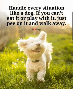 
Подхождайте към всяка ситуация като куче. Ако не можете да го изядете или да си поиграете с него, просто го напкийте и си тръгнете
