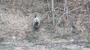 Ловно куче в схватка с мечка край смолянско село 