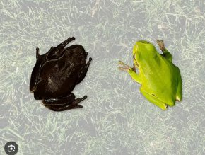 


Откриха мутирали черни жаби, оцелели в зоната около АЕЦ Чернобил
