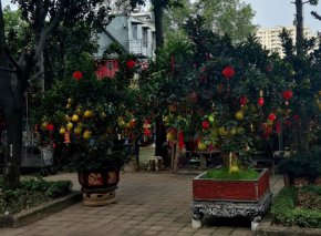   $1000 за виетнамска „елха” от помело