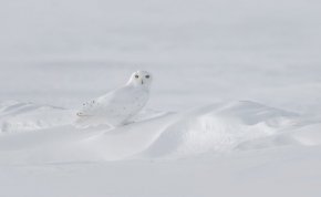 Снежна сова: Фото на деня