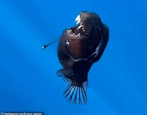 Черният морски дявол изплува от дълбините посред бял ден и шокира всички