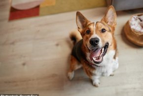 Тайният знак, че кучето ви се опитва да ви говори, е разкрит