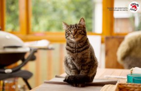 Как да опознаете вашия мъркащ най-добър приятел: Съвети