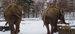   Слониците Фрося и Луиза на кратка разходка в Sofia Zoo