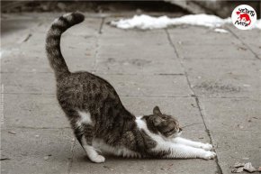   Четири лапи раздава талони за кастрация на бездомни котки