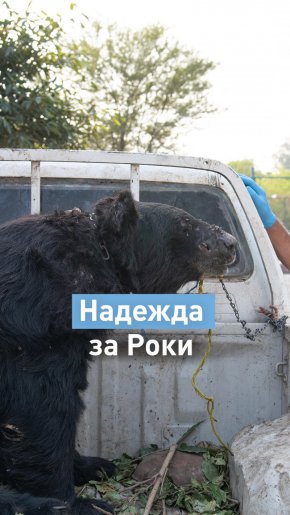 4 лапи спасиха мечок, използван за боеве с кучета в Пакистан  