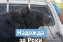 4 лапи спасиха мечок, използван за боеве с кучета в Пакистан  