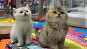 От ППДБ обмислят забрана на продажбата на животни в зоомагазини, и в интернет 