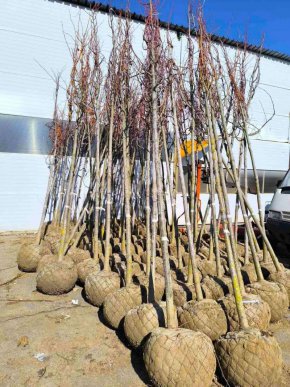   1600 дръавчета ще садят в София 