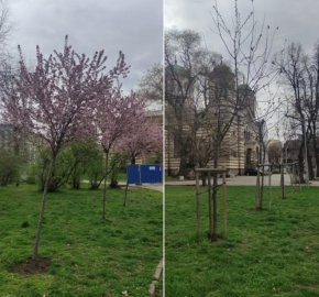  Как изсъхнаха 30 дървета, новозасадени в София, понеже общинска фирма ги нямала в годишната задача 