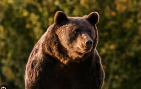 Мечка нападна планински спасител в курорт в Централна Румъния