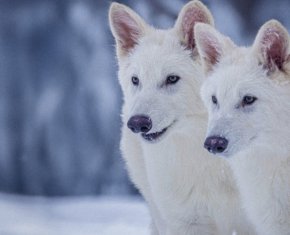 Учени върнаха към живот изчезнал преди хиляди години свиреп вълк чрез клониране