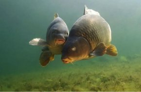 Пълна забрана за риболов в Черно море, Дунав и водните обекти в страната 