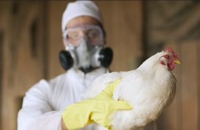 Симптомите на птичия грип, които всеки трябва да знае, експертите предупреждават за нова пандемия 