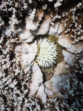 Древен австралийски риф изпраща тих сигнал за бедствие