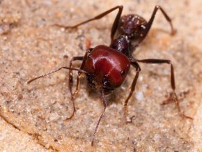 Контрабандисти на редки мравки са осъдени в африканска държава 