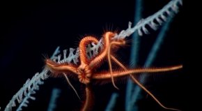 Тръмп търси критични минерали в ново опасно място