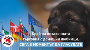  Европейският парламент решава бъдещето на кучетата и котките в ЕС 