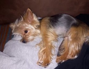 2 немски овчарки Йордан Лечков разкъсаха йоркширски териер на спортно игрище в Сливен