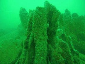 Да запазим подводната вкаменена гора при Созопол