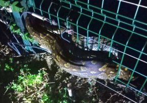 Питон, спасен от електрическа ограда в Южна Африка