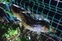 Питон, спасен от електрическа ограда в Южна Африка